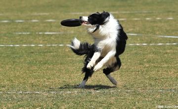 dog with frisbee