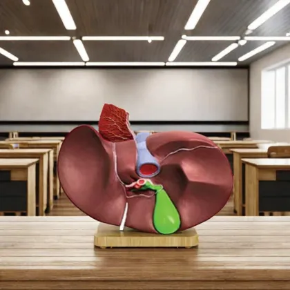 DARHMMY Natural Large Liver Anatomical Model for Medical Science