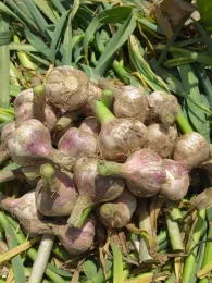 Farm Origin Direct Purple Skinned Garlic