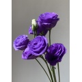 বেগুনি Lisianthus ফুলের জন্য ডাবল টাটকা কাট ফুল