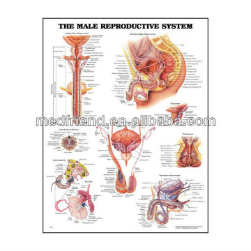 3D Medical Chart ---- Male Reproductive System