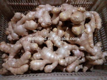 2015 new crop fresh ginger and air dried ginger