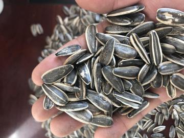 sunflower seeds 361 sunflower seeds 361