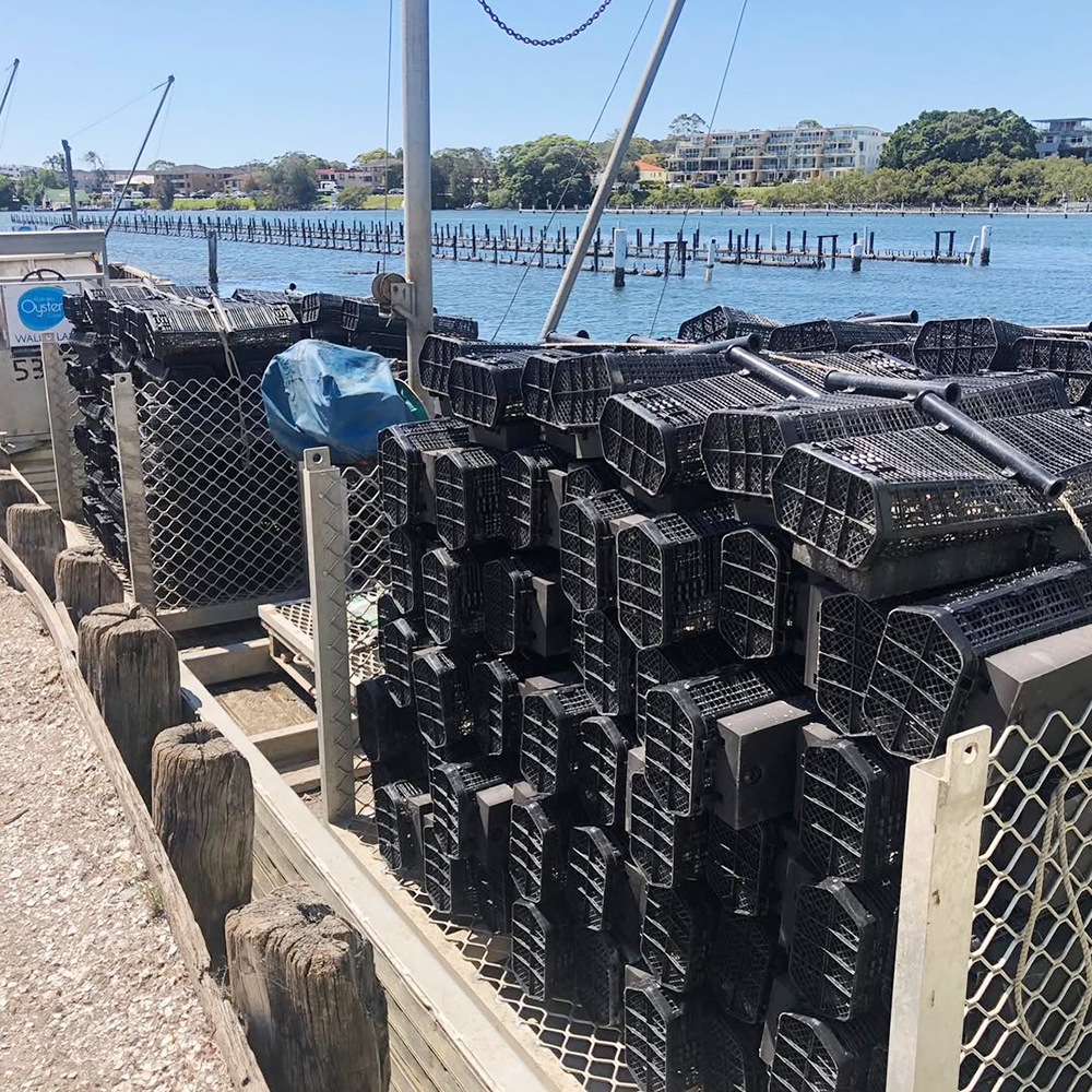Oyster Cradle Rolling Culture