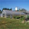 Struktur Gothic High Quality Arch Film Greenhouse