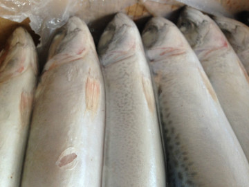 High quanlity product Pacific mackerel