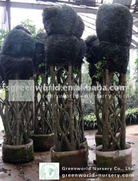 Ficus squra shape packed