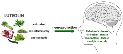 Supply Peanut Shell Extract Luteolin Powder