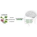 Supply Peanut Shell Extract Luteolin Powder