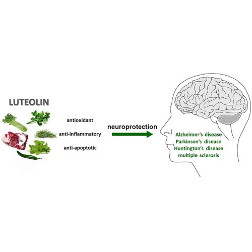 Supply Peanut Shell Extract Luteolin Powder