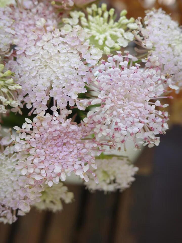 Pink Lace Flower