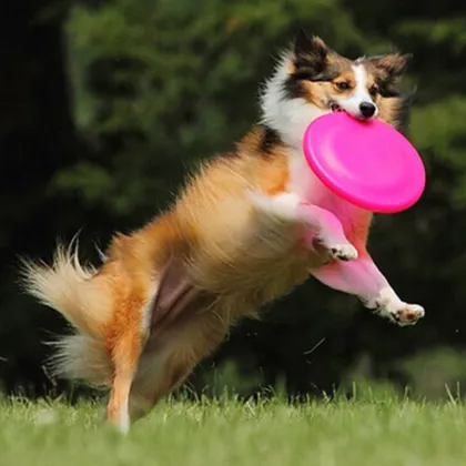 Non-Toxic Silica Gel Dog Frisbee Pet Flying Disc Training Fetch Toy