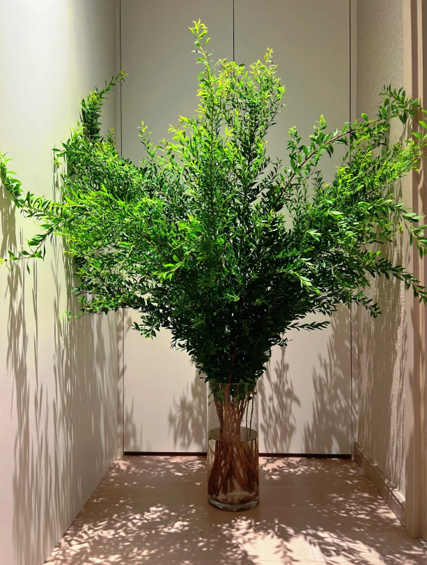 Spirea (Bridal Wreath) Foliage