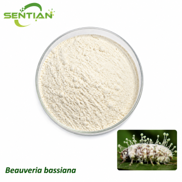 Beauveria bassiana Biological Insecticide for Pest Control