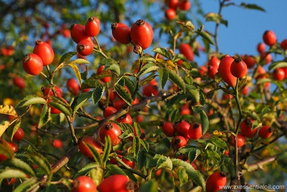 Factory supply pure natural rosehip carrier oil bulk