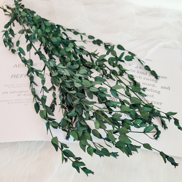 Yunnan Eucalyptus Leaves for Scene Decoration - Factory Wholesale for Earth Day