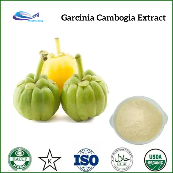 Rattan yellow fruit extract price