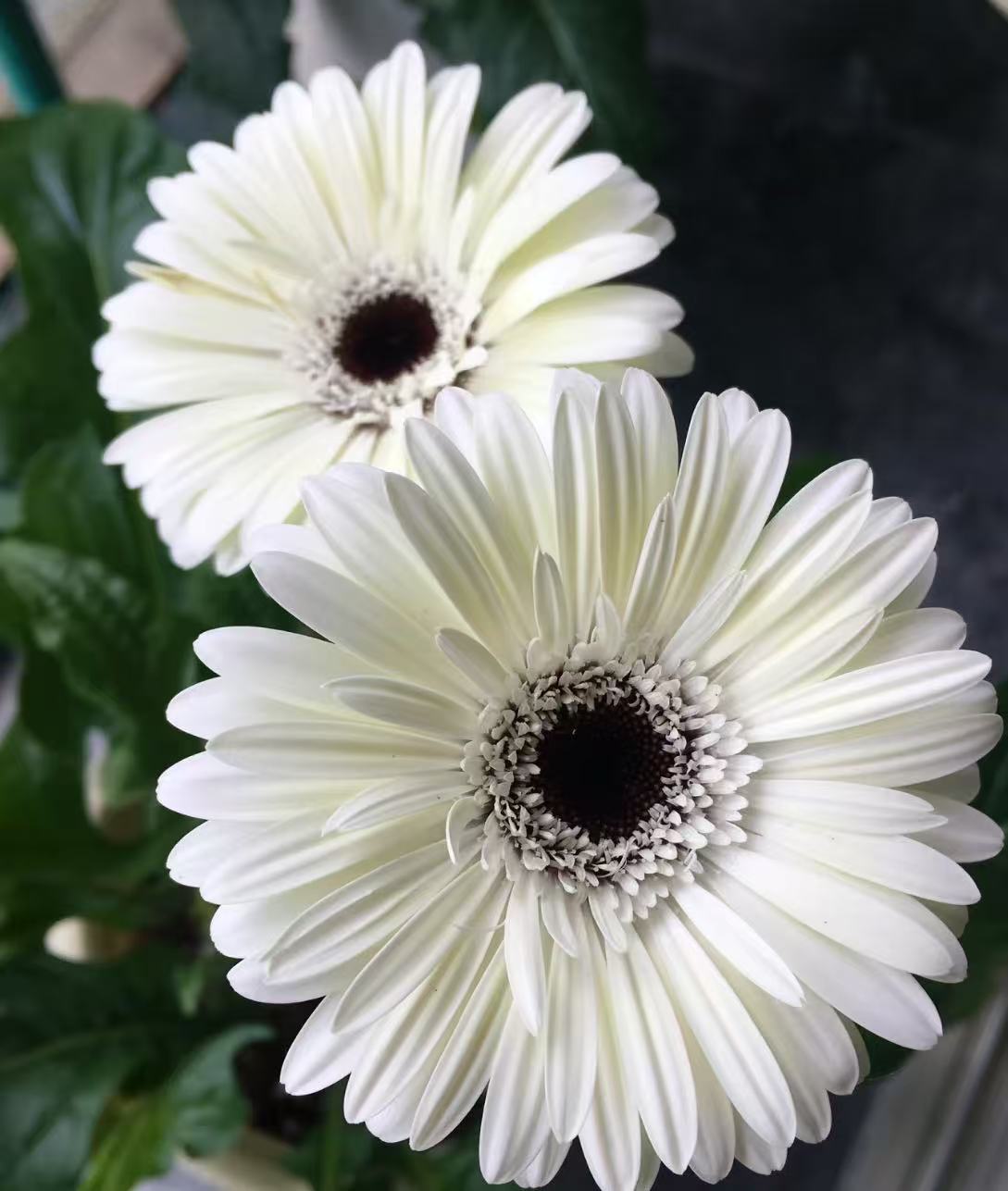 Standard white chrysanthemum Yujing Gerbera