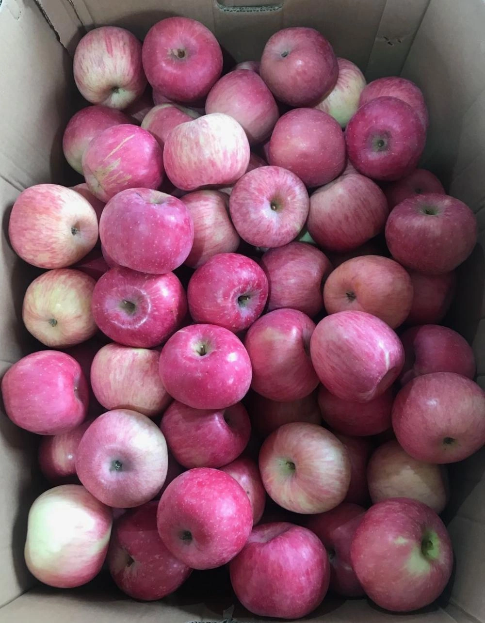 Fresh Vegetable Paper and Plastic Bagged FUJI Apples Fresh and Delicious  Fruit - China Fresh Vegetable, Apples