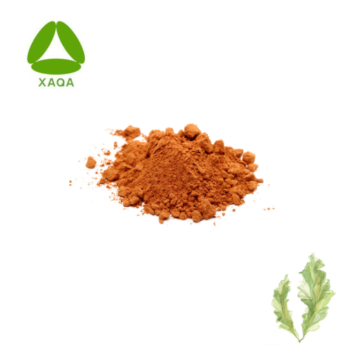 Bio -Lebensmittelqualität Ulva Lactuca -Seetang -Extraktpulver