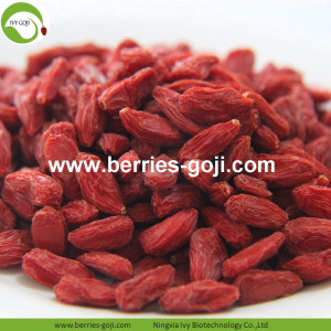 Buy Natural Fruit Anti Cancer Lycium Chinense