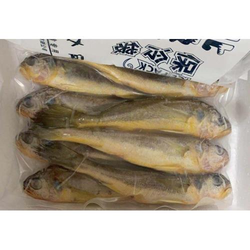 Frozen Fish Small Yellow Croaker Pseudosciaena Crocea