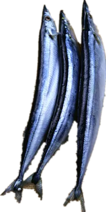 Frozen Pacific Saury For Sale
