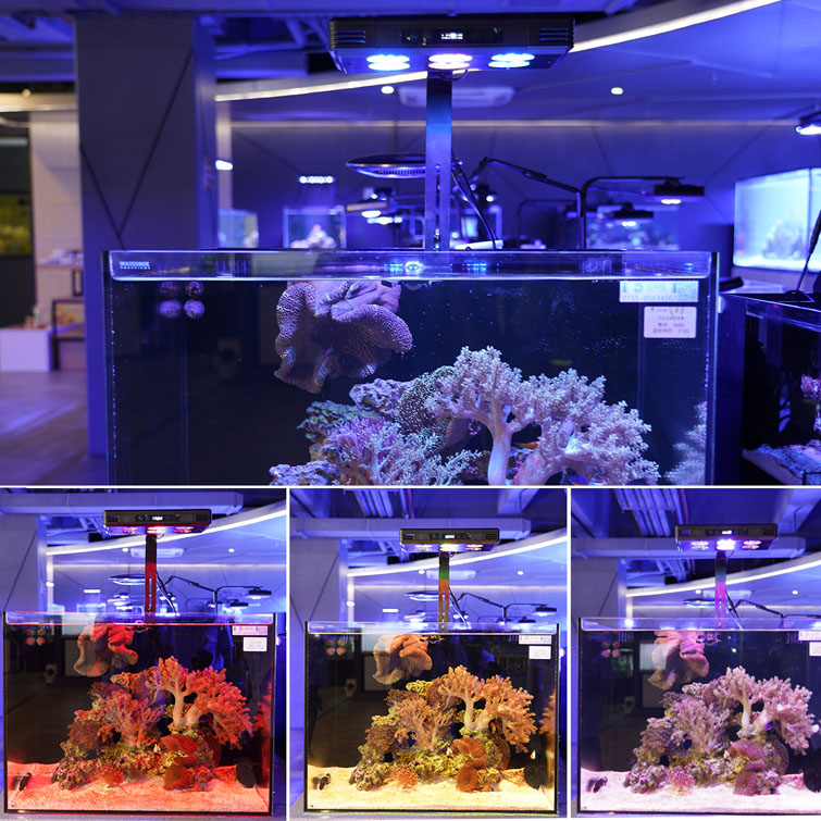 مصباح أسماك الأسماك البحرية LED للشعاب المرجانية الشعاب المرجانية