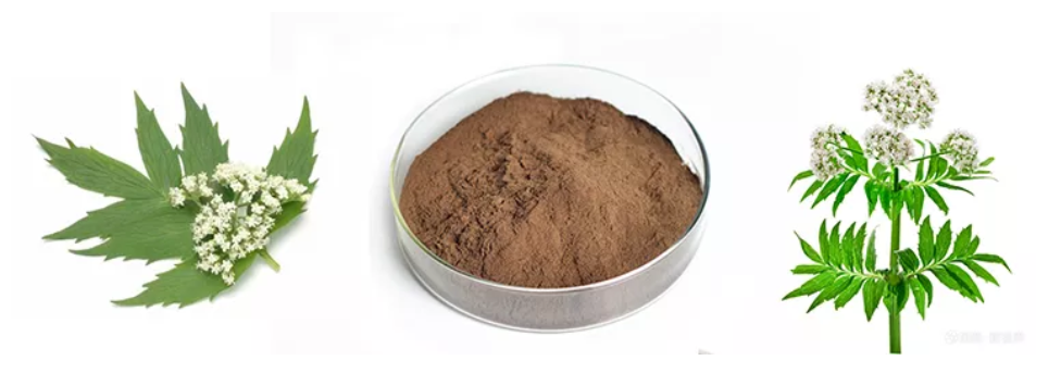 Valerian root extract powder