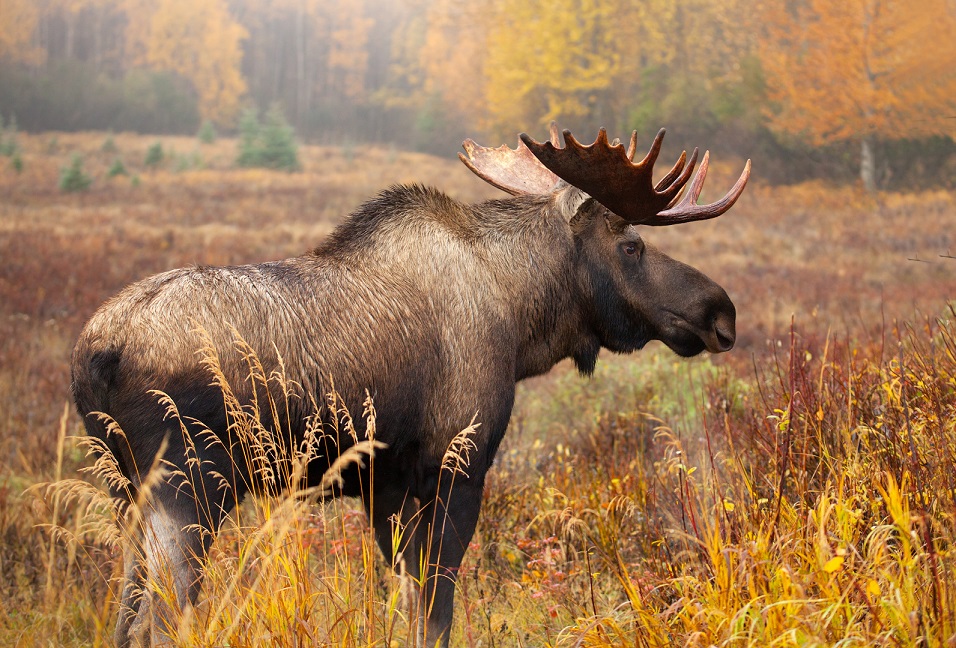 moose moose