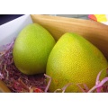 Segar Qalality Pomelo Bagus