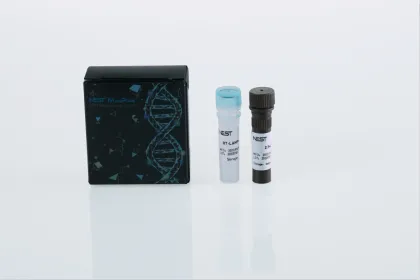 RT-Bst LAMP MasterMix (with SYTO-9)