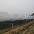 Venlo Multi-Span PC Board Greenhouse