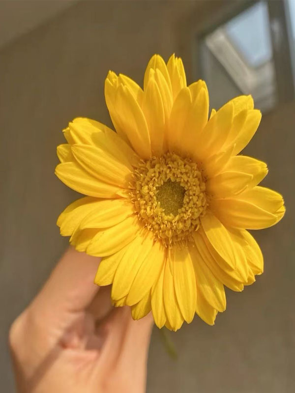 Gerbera Duckling3