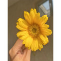 Gerbera হাঁসের আদর্শ চন্দ্রমল্লিকা