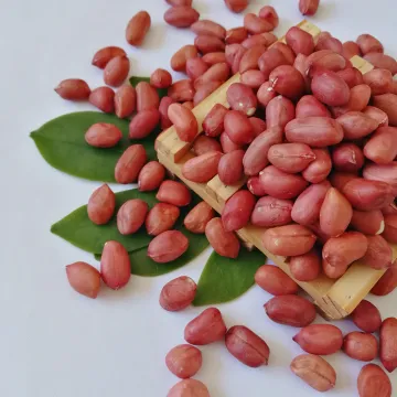 wholesales high quality redskin peanut kernels