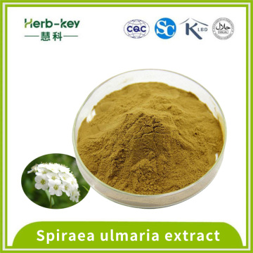 Contendo Polifenol 10: 1 Spiraea Ulmaria Extract