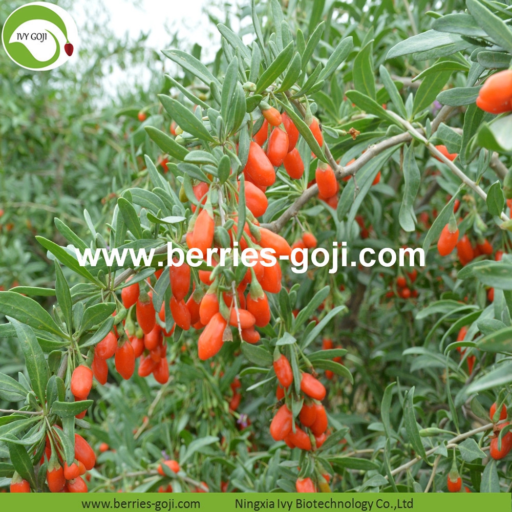 Common Goji Berry