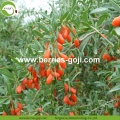 Authentic Nutrition Variety Conventional Goji Berries