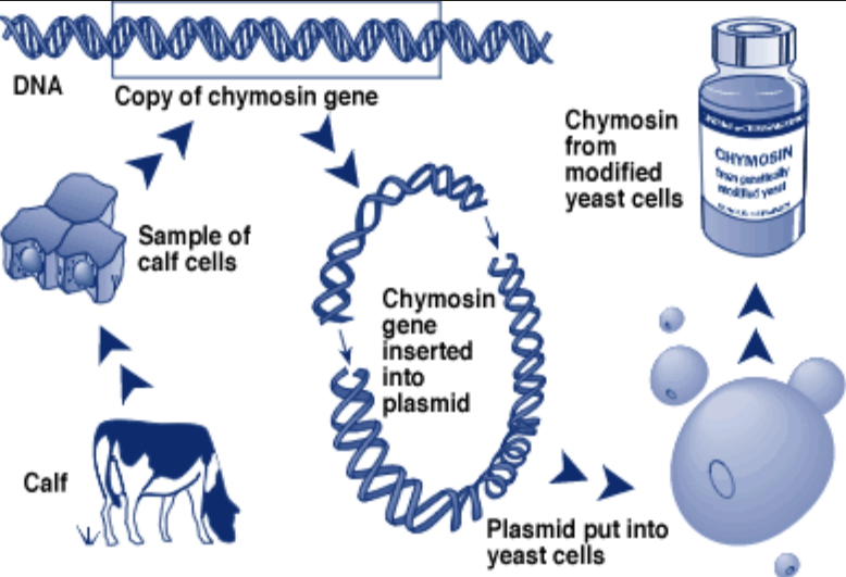 Food Grade Chymosin