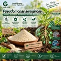 مسحوق الميكروبات Pseudomonas aeruginosa لتطبيقات البحوث الزراعية
