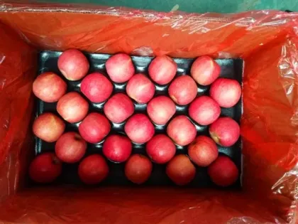 Fresh Apples Pink Lady