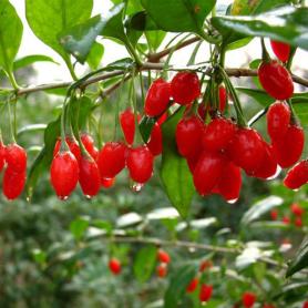 Fresh Goji Berry organic