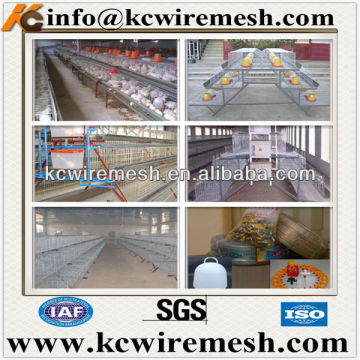 uganda poultry farm automatic chicken layer cage