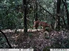 hunting camera,scouting camera,trail camera