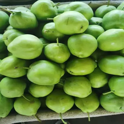 High Quality Fresh Pears