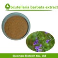 Scutellaria Barbata-Pulver-Barett-Skullcap-Extrakt