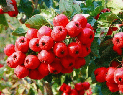 Hawthorn