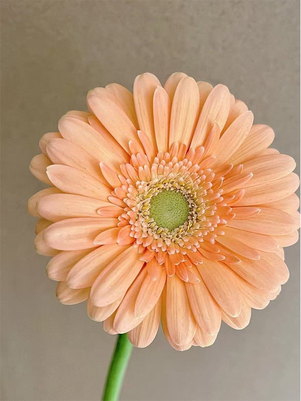 Gerbera Mermaid1