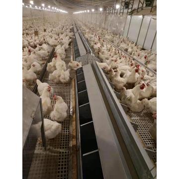 Automatic poultry egg box